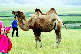 草骆驼在线视频,探寻草原文化的魅力与传承